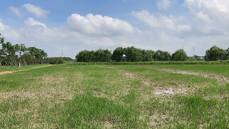 producție durabilă de citrice - management ecologic al dăunătorilor în Brazilia